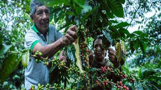 Un año, el plazo para que el cacao y café de Perú se adecúen a nueva legislación de la Unión Europea