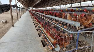 Industria del huevo del norte y sur baja a casi la mitad su demanda de gallinas jóvenes