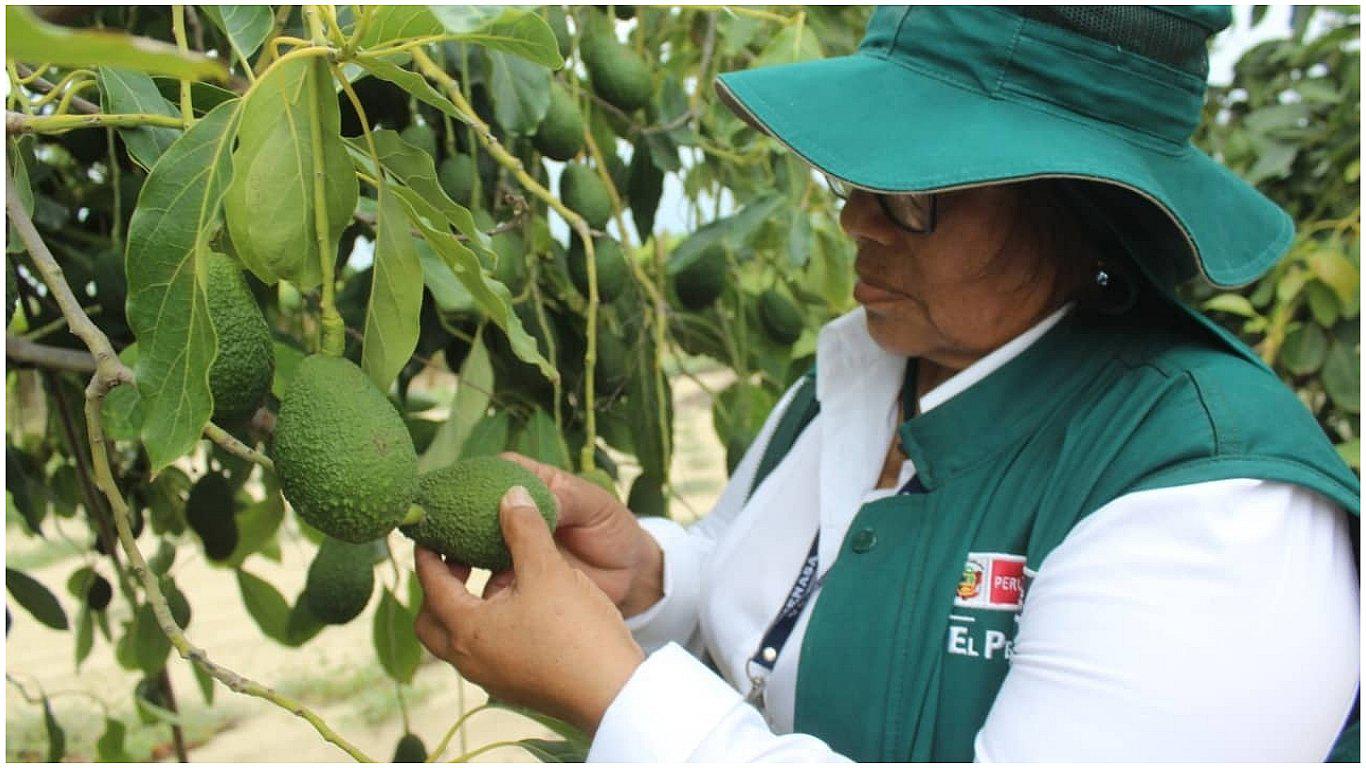 Corea del Sur listo para recibir palta Hass peruana 