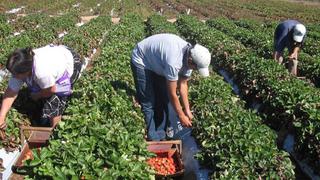 Incertidumbre y pérdidas en sector agrícola reducen la demanda de fertilizantes y plaguicidas