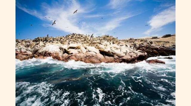 CONTEMPLA LA FAUNA DE LAS ISLAS BALLESTAS. Estas Islas Ballestas están ubicadas en el Océano Pacifico, cercanas a la costa del Perú, a 260 kilómetros al sur de Lima, en las cercanías de la ciudad de Paracas. La abundante vida y fauna de las islas se debe 