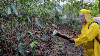 Recuperación de café afectado por la roya amarilla contará con apoyo adicional de 120 técnicos