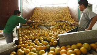 ProCitrus: Exportación de cítricos peruanos crecería un 8% este año