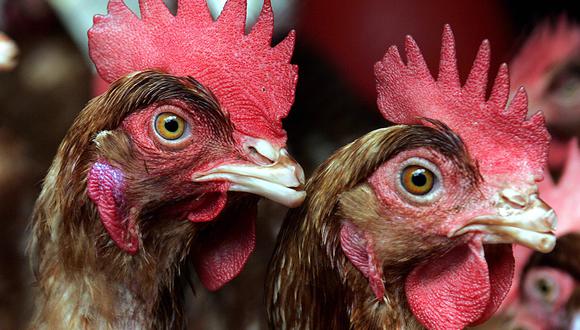 El Ministerio citado detalló que en el foco detectado solo existe el 0.15% de la población avícola ecuatoriana. (Foto: Rodrigo Arangua | AFP)