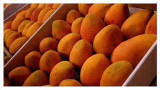 Hay 2,042 compañías de EE.UU. que importan mango, pero solo 259 le compran al Perú  