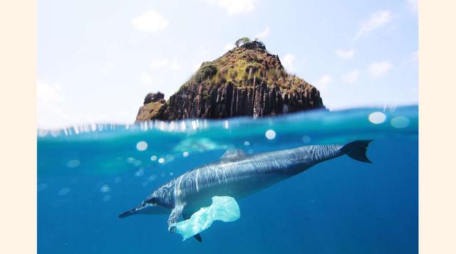 Un artículo de la Agencia de Investigación Ambiental cita que, de los delfines varados en las playas de Reino Unido, más del 70% fueron encontrados por haber ingerido escombros.