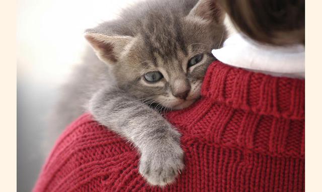 Tráete a tu mascota a trabajar: De acuerdo con The Balance, permitir mascotas en la oficina puede mejorar la percepción que tienen los clientes de la empresa, ya que la mayoría tiene una reacción positiva cuando se les ofrece la oportunidad de interactuar