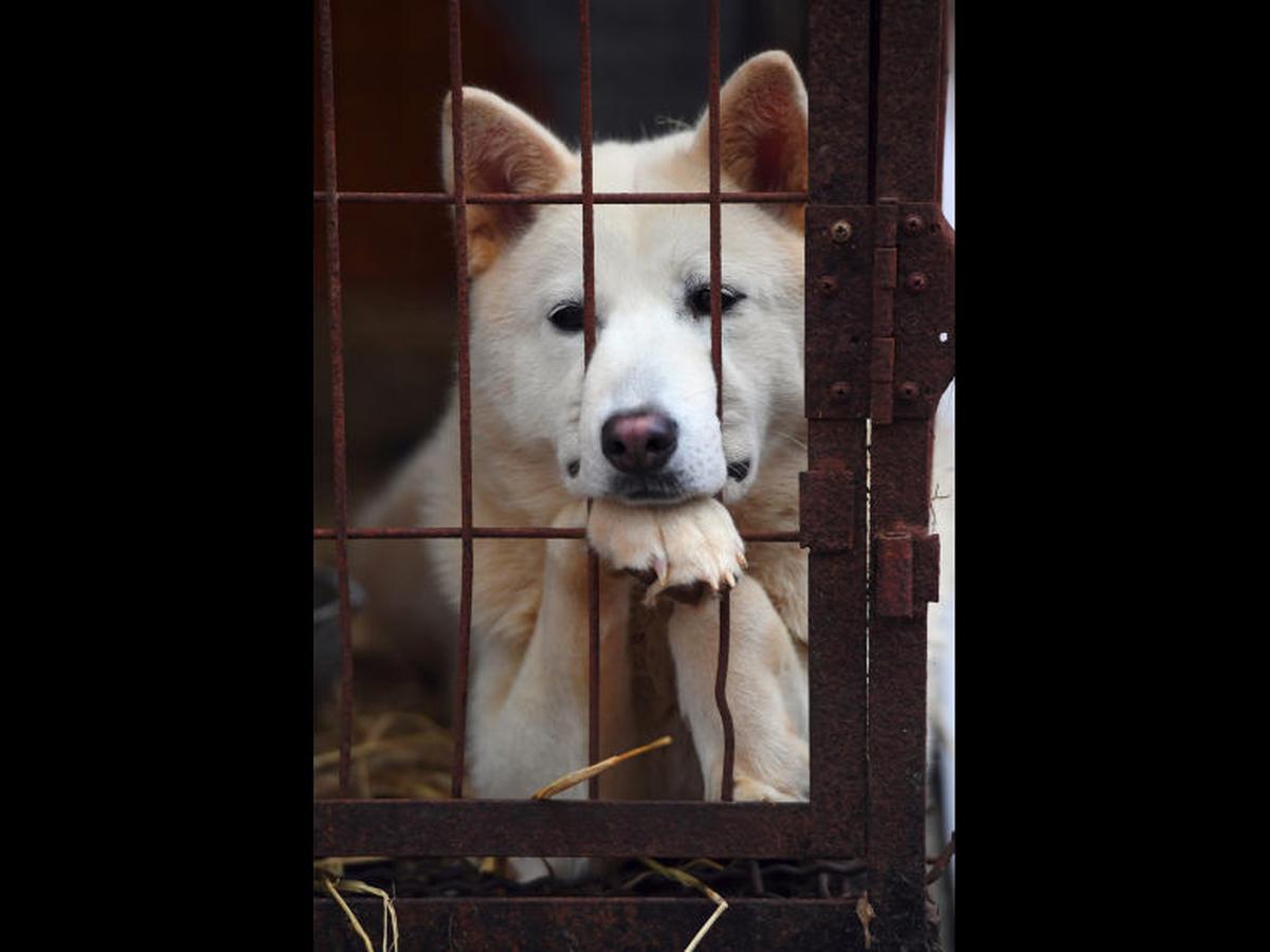 son perros considerados ganado en corea del sur