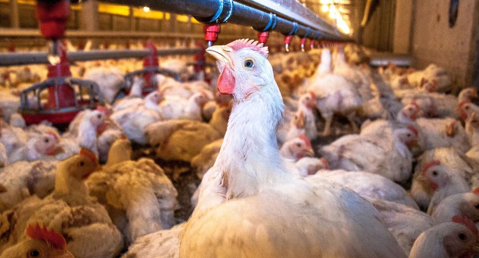 Bird flu: Chickens to undergo gene editing to boost resistance to pandemic | Scientists | Technology