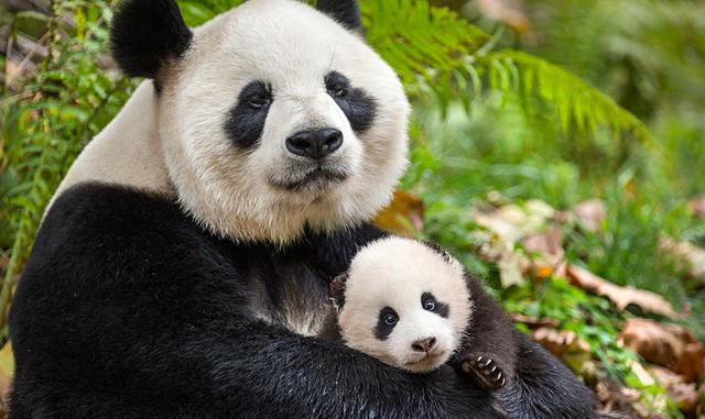 La novedad "Nacidos en China", un documental de aventura dirigido por Chuan Lu con John Krasinski y Zhou Xun, se sitúa en cuarta posición, con una cosecha de US$ 5.1 millones. (Foto: IMDB)