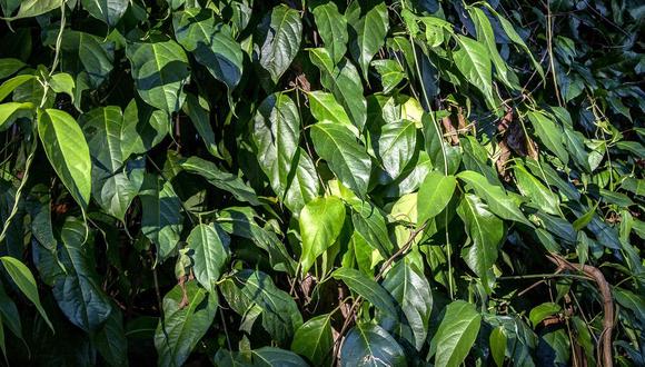 “El fundamento de Meta no parece haber tenido en consideración los usos controlados de la ayahuasca que tienen como objetivo mitigar el riesgo para la salud”, señaló la junta. (Foto: Bloomberg)