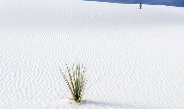 FOTO 23 | White Sands National Monument, Nuevo México. El desierto de arena blanca casi parece artificial.
