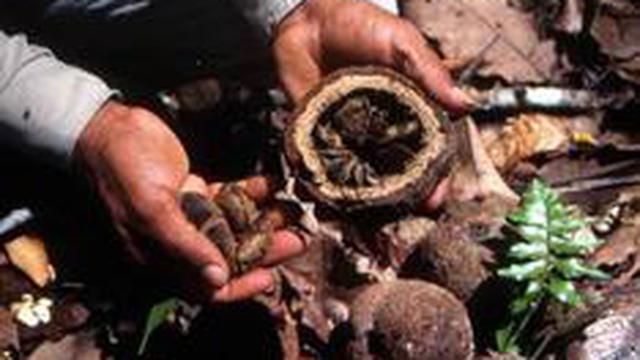 Productores de Madre de Dios realizan primer envío de 1,000 kilos de castaña a Europa