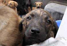 Ventanilla publica ordenanza para evitar maltrato animal y sancionarlo con S/ 4.300