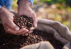 Científicos investigan productos bioestimulantes para combatir plagas que afectan al café