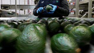 “Aguacateros” mexicanos confían en mantener exportaciones a EE.UU., pese a amenazas de Trump