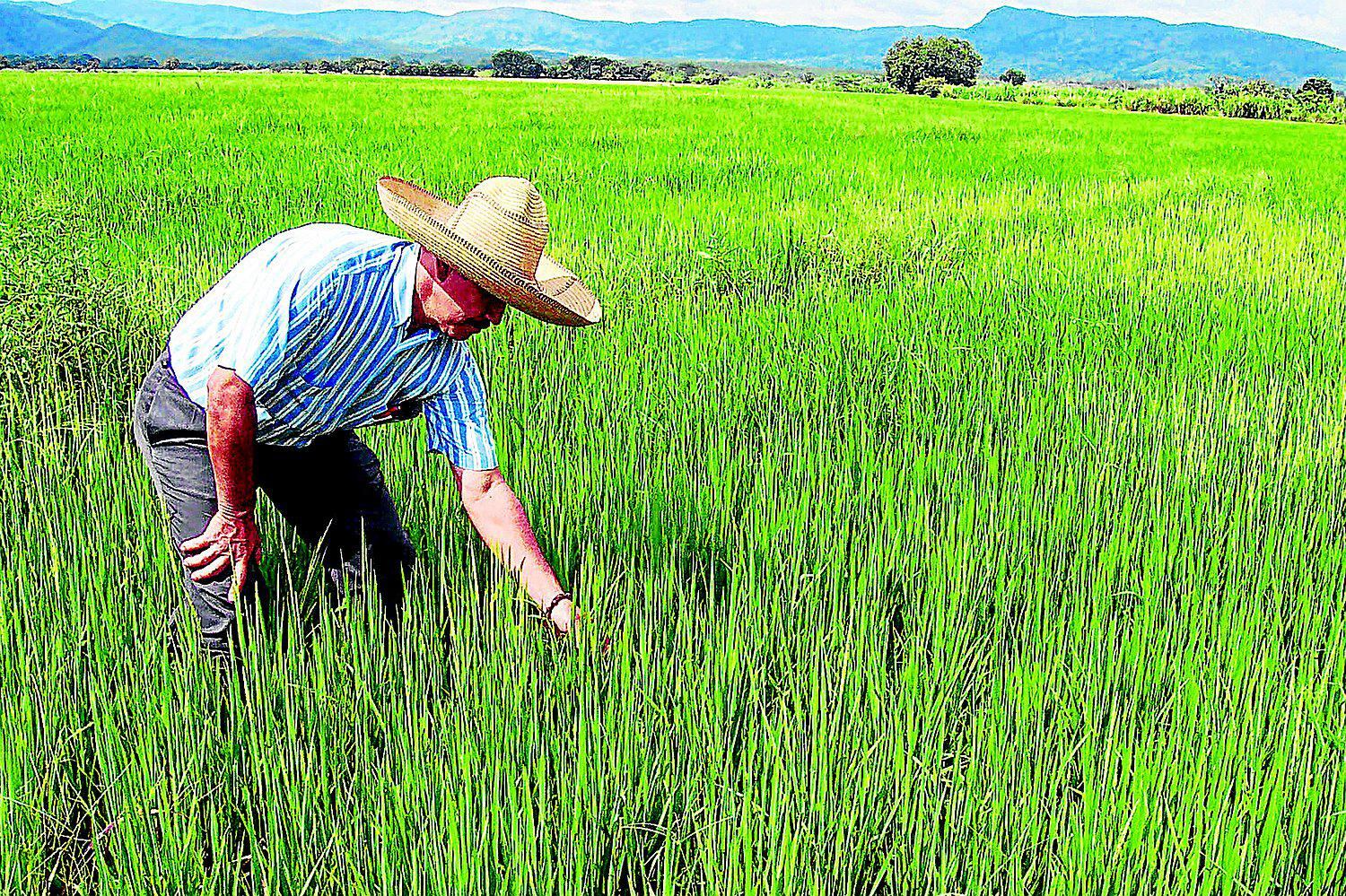 Este hecho es significativo porque los subsidios agrícolas han sido históricamente una de las áreas de negociación más polémicas de la OMC.