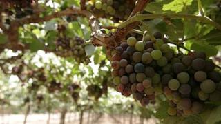Chile combate la polilla de la uva con nanotecnología