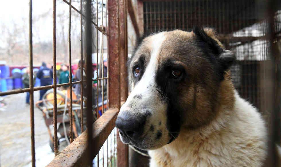 Productor de carne de perro en Corea del Sur, un trabajo mal visto. (Foto: AFP)