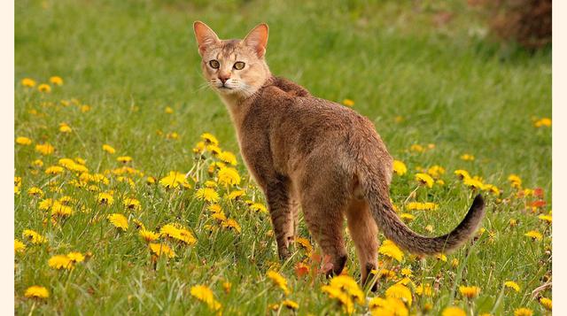 Chausie. Es una de las razas de gato más extrañas que apareció gracias al cruce de un gato doméstico y un lince de pantano. Es un animal muy social que no soporta la soledad. Estos gatos se alegrarán con cualquier compañía, ya sea de otra persona, de otro
