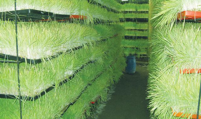 8-      La alimentación debe ser ordenada. Mínimo 50% balanceado y 50% forraje. Se requiere de cuyes con carne no flacos.