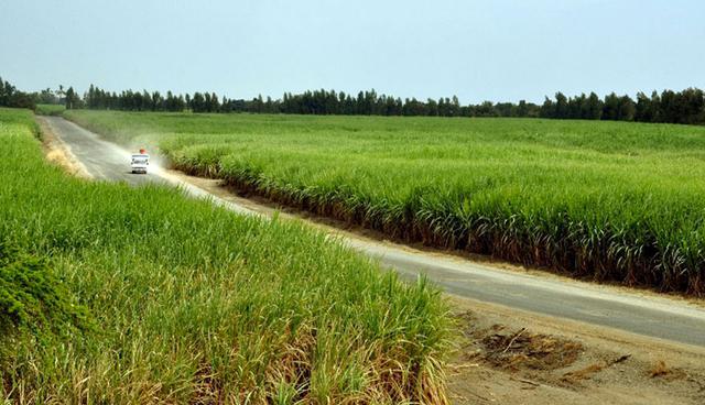 FOTO 3 | EMPRESA AGROINDUSTRIAL POMALCA S.A.A. (29'051,472)