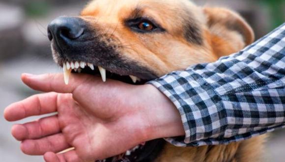 Número mayor de casos de rabia canina constituye un alto riesgo de infección en humanos. (Foto: GEC)