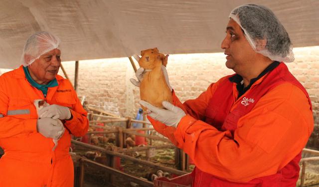 9-	En la actualidad, solo en Estados Unidos, se calcula una demanda insatisfecha de 100 mil cuyes mensuales.