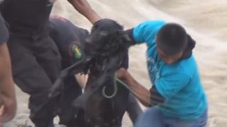 Estas son las mascotas salvadas de los huaicos a lo largo del Perú