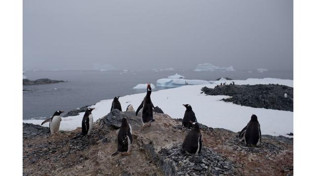 Pingüinos papúa cerca de la estación Bernardo O'Higgins, en la Antártida. El derretimiento de los glaciares de la Antártida, consecuencia del calentamiento global, preocupa a los científicos ya que esto contribuye al aumento del nivel del mar, fenóme