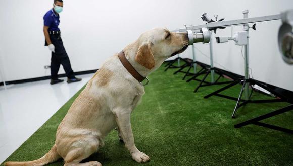Los resultados iniciales, aún pendientes de revisión externa por parte de otros científicos, apuntan que los perros fueron capaces de identificar la enfermedad en el 94% de los casos, una precisión superior a la que ofrecen las pruebas de antígenos, de entre el 58% y 77%. (Foto: Reuters)