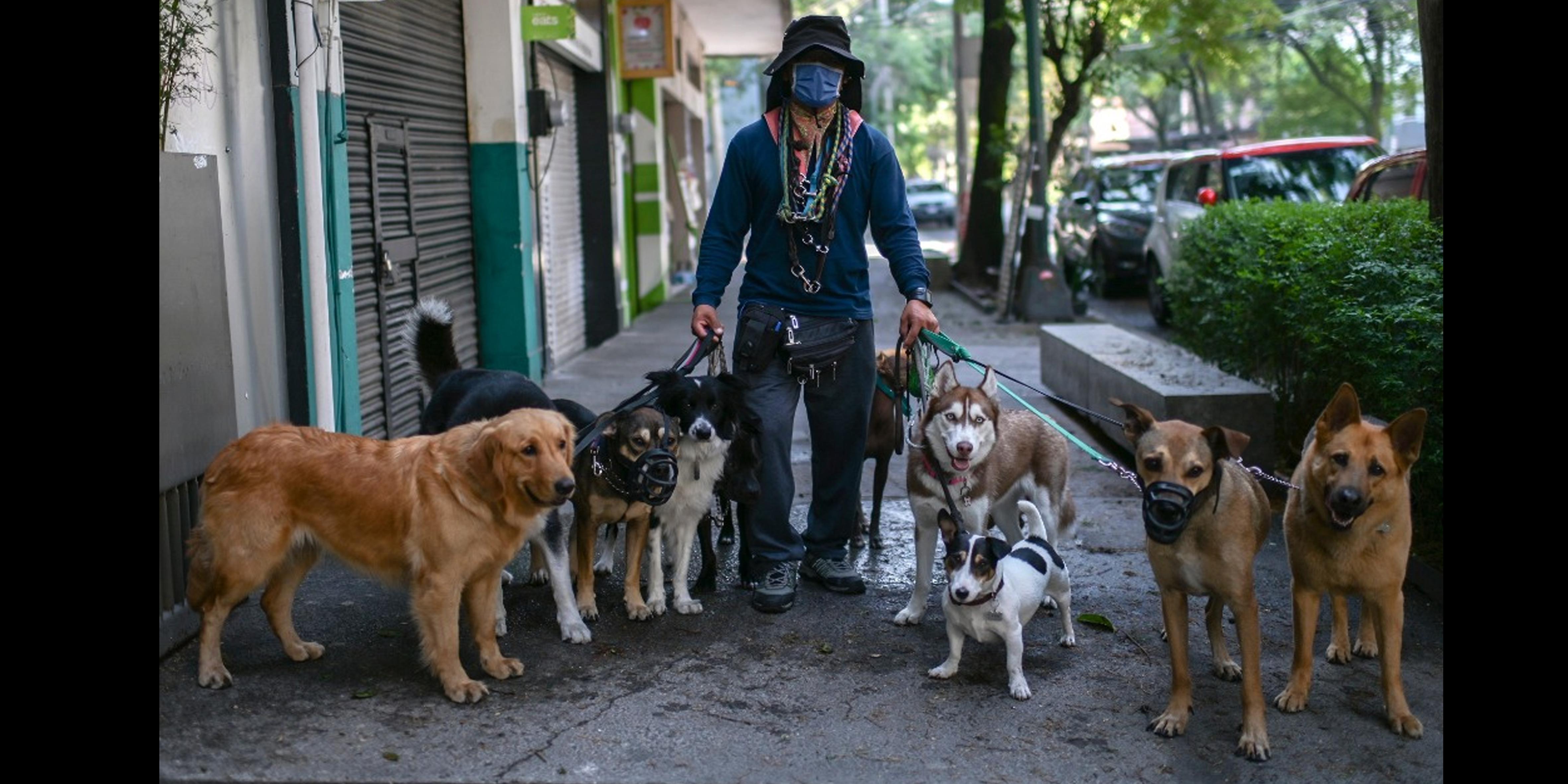 FOTO 1 | México. Armando García, paseador de perros en la colonia Condesa de la Ciudad de México. Considera que su trabajo ayuda a aliviar el estrés de los perros cuyos dueños mantienen la cuarentena en medio de la pandemia por coronavirus. Foto Afp / Pedro Pardo
