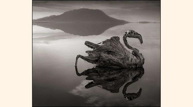 El Lago Natron,El lago Natron, en Tanzania, es el escenario de un espectáculo a la vez morboso y bello. Su agua, salada y con un alto grado de alcalinidad, transforma en estatua de piedra a los animales que se aventuran demasiado cerca.