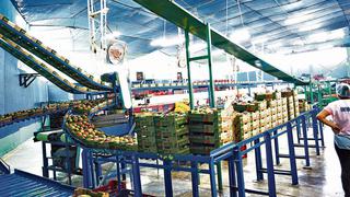 Agromar abre su sexta planta de procesamiento de frutas en Huacho