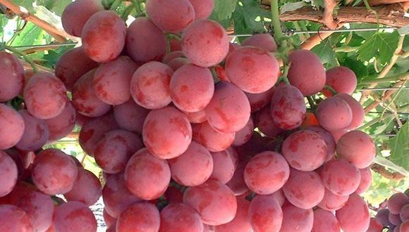 Las ventas de uvas frescas al exterior alcanzaron los US$410 millones entre enero y febrero, y con ello crecieron un 45%. (Foto: GEC)