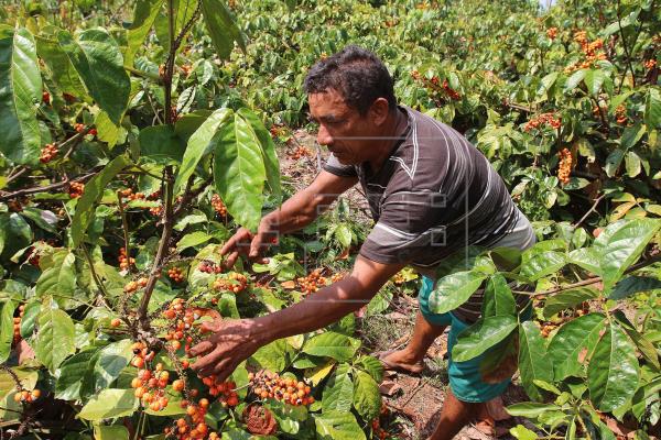 En Maués (Brasil) se producen al año cerca de 400 toneladas de este producto que solo Brasil comercializa en el mundo. (Foto: Efe)