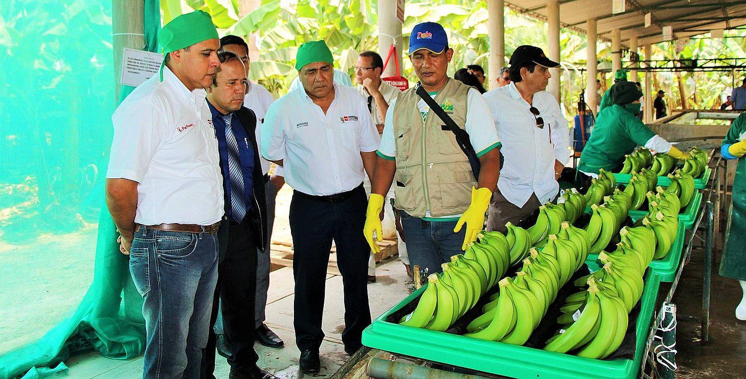 En Piura hay interés por introducir mejoras en la producción de banano orgánico.