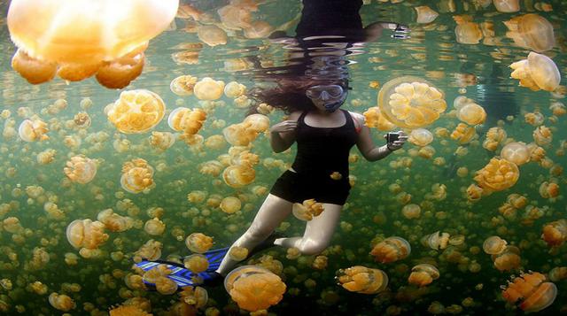 Yellow Jellies, Rock Islands de Palau – Fotografía de Ciemon Frank Caballes.