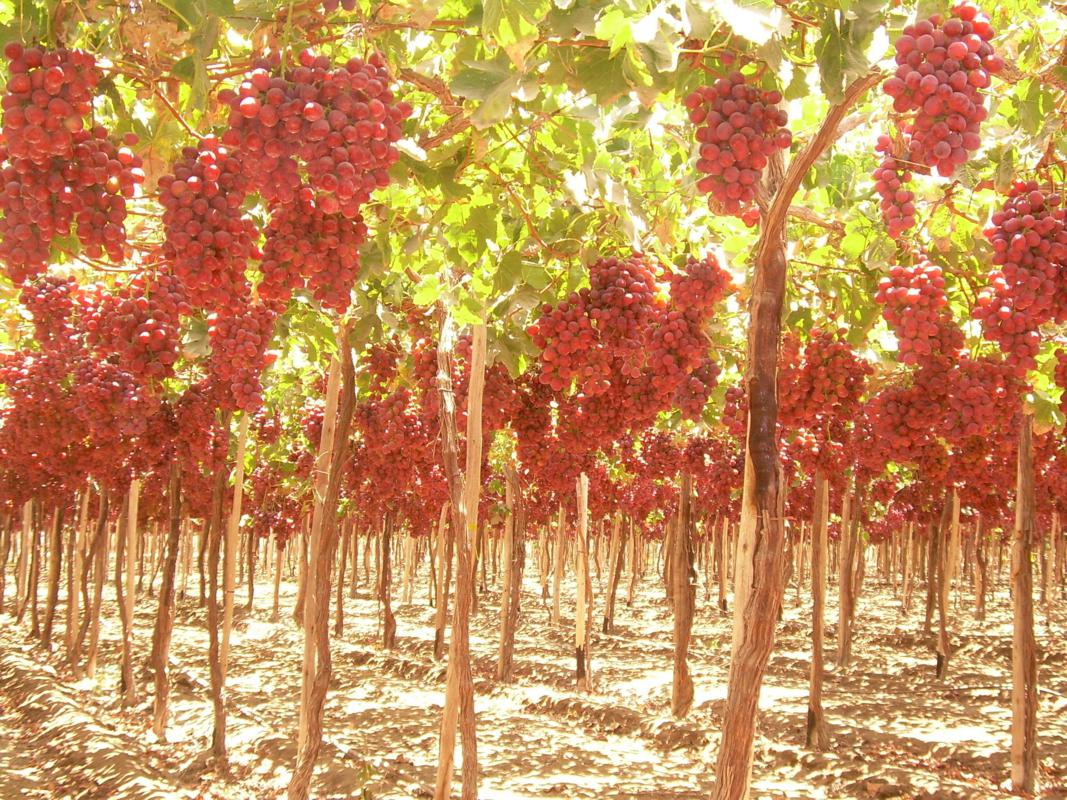Las hectáreas de uva Red Globe se van reduciendo cada año. (Foto: difusión)