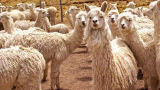 Sierra Exportadora formó a 120 maestras clasificadoras de fibra de alpaca