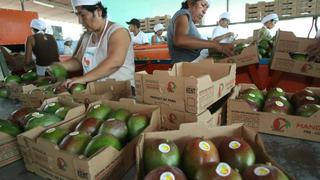 Campaña de mango tuvo 225,000 toneladas exportadas pese al cierre de mercado chileno