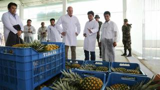 Mincetur: productores del Vraem exportarán 400 toneladas de piña fresca certificada