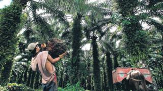 Palma aceitera, cultivo que reforesta zonas arrasadas por la coca
