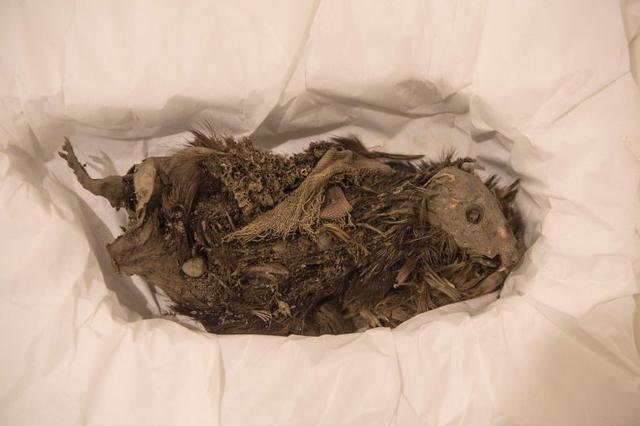 Los cuerpos de los canes están completos, habrían sido asfixiados con una soga, ya que las primeras vértebras tienen algunas fracturas. En algunos animales se localizó una soga en el cuello; otros están degollados. También se hallaron restos de cuyes, un 