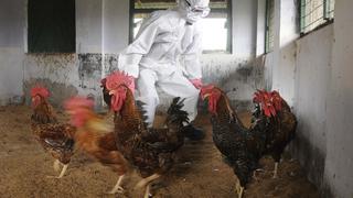 Gripe aviar también afecta en otros países de la región