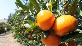 Exportación de mandarinas satsuma y clementina cae 5.5% esta campaña, según Procitrus