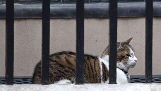 David Cameron se muda pero el gato Larry se queda en Downing Street