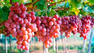 Producción nacional de uva creció 11% en febrero del 2021