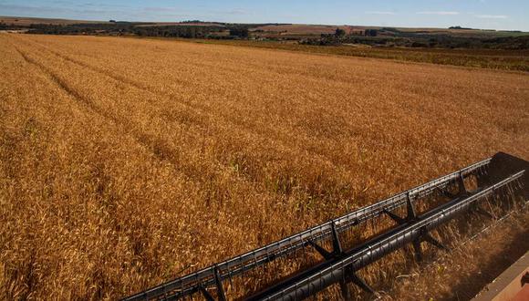 Rusia y Ucrania, dos superpotencias cerealeras, producen el 30% de las exportaciones mundiales de trigo. (Foto: Wenderson Araujo)