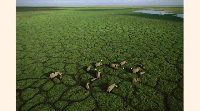 Lago Amboseli, Kenia. Seco la mayor parte del año, cuando el agua llega al lago Amboseli, corazón del Parque Nacional Amboseli, la vida estalla en mil verdes unificadas en grupúsculos de acacias. Pese a que su perfil no es en absoluto exuberante por los a